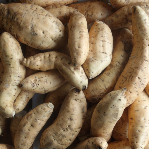 Cilembu Sweet Potato