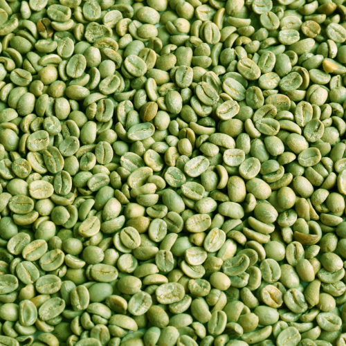 Gayo Coffee