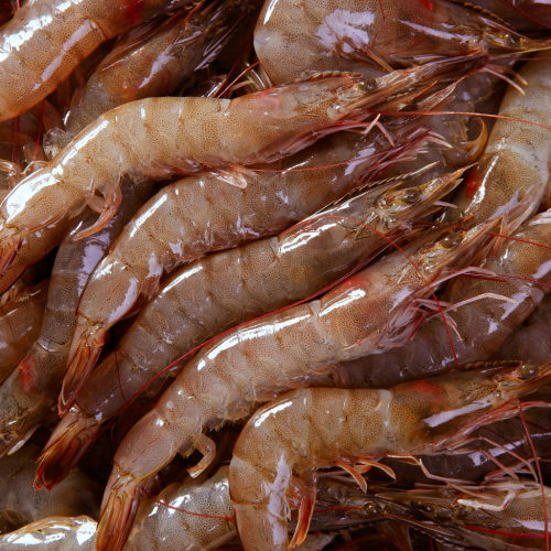 Vannamei Shrimp